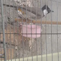 قناری عروس هلندی سخنگو|پرنده|کرمان, |دیوار