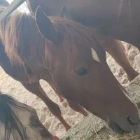 اسب