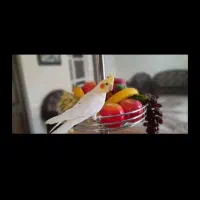 جفت عروس هلندی مولد خانگی|پرنده|مرودشت, فاز اول شهرک فرهنگیان|دیوار