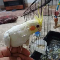 عروس هلندی|پرنده|گرگان, |دیوار