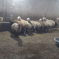 بره نروماده|حیوانات مزرعه|اردبیل, |دیوار