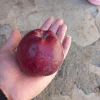 فروش سیب قرمز درجه یک|خوردنی و آشامیدنی|اهر, |دیوار