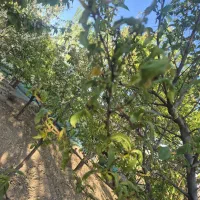 زمین فروش فوری