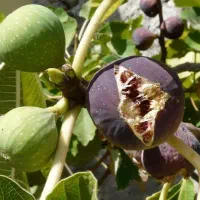 نهالستان گردو و میوه های دیرگل و پر بار پالیز|خدمات باغبانی و درختکاری|نظر کهریزی, |دیوار