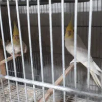 ۸جفت عروس لوتینو با تخم و۷ تاجوجه|پرنده|علیآباد کتول, |دیوار