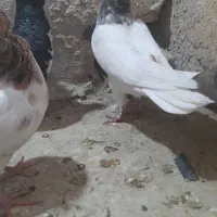 کفتر صید