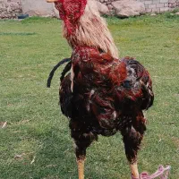 لاری|حیوانات مزرعه|سبلان, |دیوار