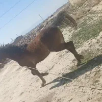 کره نریون|اسب و تجهیزات اسبسواری|مرودشت, فرهنگ|دیوار