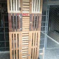 جفتگاه کفتر