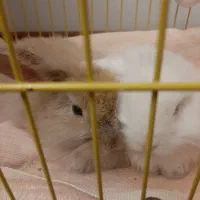 خرگوش لوپ هر دو باهم