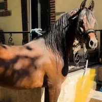 اسب مادیون|اسب و تجهیزات اسب‌سواری|تهران, آرژانتین|دیوار