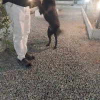 سگ بلک|سگ|اندیشه, اندیشه فاز ۱|دیوار