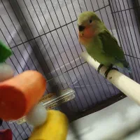 جوجه برزیلی ۳۵ روزه