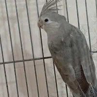 عروس هلندی جوجه نر ماده