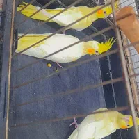 طوطی عروس هلندی دستی|پرنده|شوشتر, |دیوار