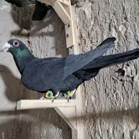 کلاغ گوک تبعیدی|پرنده|کرمان, |دیوار