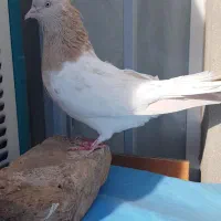 کله لیمویی ماده|پرنده|فردوس (خراسان), |دیوار