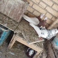 کبوتر|پرنده|ابرکوه, |دیوار