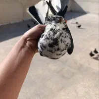 کفتر کفتر بازی