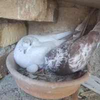 کبوتر تهرانی و شوسیاه
