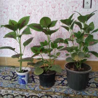 گل حسن یوسف
