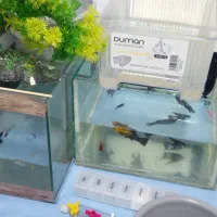 ماهی با آکواریوم و لوازم