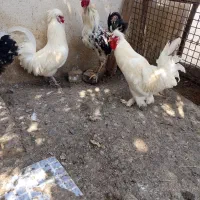 تعدادی 8 خروس خودم ازجوجه بودن پرورش دادم
