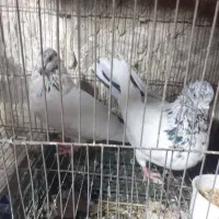 کاشانی فروشی