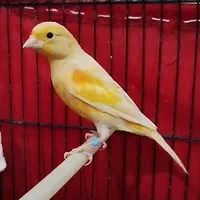 قناری|پرنده|کوهدشت, |دیوار