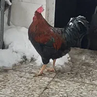 خروس  گلپایگان