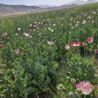 بذر گیاه عطاری هلندی|گل و گیاه طبیعی|کرمانشاه, |دیوار