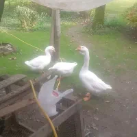 قوغاز اکراینی|حیوانات مزرعه|رشت, بوسار|دیوار