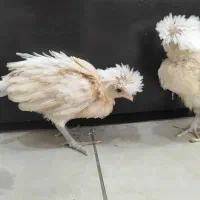 فروش فوق‌العاده جوجه لهستانی پولیش زیبا|حیوانات مزرعه|کرج, کوی کارمندان شمالی|دیوار
