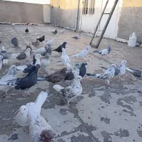 کبوتر|پرنده|بهارستان, |دیوار