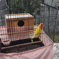 طوطی برزیلی|پرنده|سنگر, |دیوار