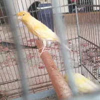 یک جفت قناری لیموی