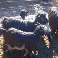 بز کهره دار و کولار ماده