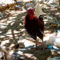 خروس چهل جیل ریشی کاکلی|پرنده|اصفهان, جاوان|دیوار