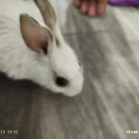 خرگوش|موش و خرگوش|ساوه, |دیوار