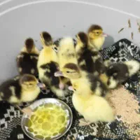 جوجه اردک اسراییلی