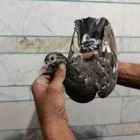 فروشی|پرنده|کوهبنان, |دیوار