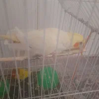 عروس فروشی|پرنده|نظرآباد, نظرآباد|دیوار