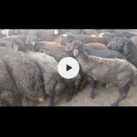 بره کشتاری
