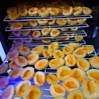 دستگاه میوه و سبزی خشک کن باقیمت اقتصادی