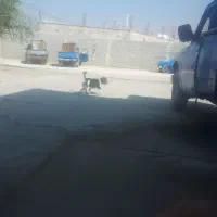سگ ازاین پشمالوها پیدا شده
