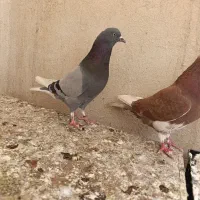 کفتر سبز زاغ پشت دار شازده کله دم سبز سرور دم سفید