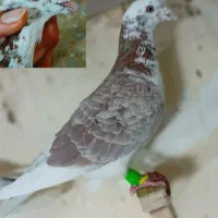 کفتر آلمانی رنگه چپ طوقی سار دم سفید جنگنده