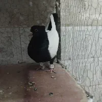 سینه سیاه سینه زرد هردوتانر|پرنده|تربت جام, شاد|دیوار