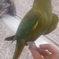 طوطی ملنگون گمشده