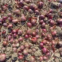 پیاز|خوردنی و آشامیدنی|بیلوار, |دیوار